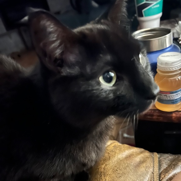 Louis Vuitton Damier Azur 4 Key Holder - Picture 7 of 14